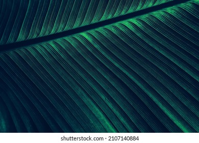 abstract texture background, detail of dark palm leaf - Shutterstock ID 2107140884