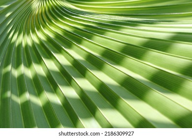Abstract texture background.  Palm leaf. Beautiful light shadow on a large palm leaf. Tropical leaf texture. Striped  palm foliage in rain forest. Palm leaves. Sun shining on a radiating green leaf