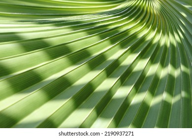 Abstract texture background.  Palm leaf. Beautiful light shadow on a large palm leaf. Tropical leaf texture. Striped  palm foliage in rain forest. Palm leaves. Sun shining on a radiating green leaf - Shutterstock ID 2190937271