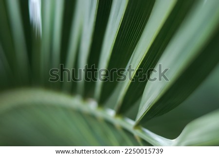 Abstract texture background.  Palm leaf. Beautiful light shadow on a large palm leaf. Tropical leaf texture. Striped  palm foliage in rain forest. Palm leaves. Sun shining on a radiating green leaf