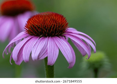 Abstract texture background of a single blooming purple coneflower (echinacea purpurea) with defocused background