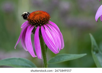 Abstract texture background of a single blooming purple coneflower (echinacea purpurea) with defocused background