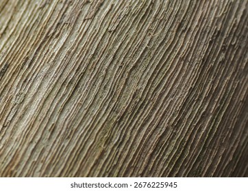 Abstract texture background of tree bark. Macro detail showing the deep and natural diagonal line pattern on a tree trunk