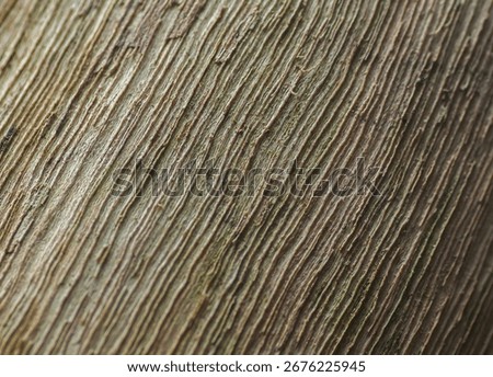 Abstract texture background of tree bark. Macro detail showing the deep and natural diagonal line pattern on a tree trunk