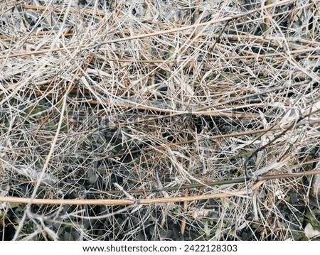 Abstract Texture : Dry Bamboo Leaf Background #AbstractBambooLeafTexture #DryBambooLeaves #BackgroundTexture #Abstract #Texture #Background #BambooLeaf #LeafBackground #Pattern #Backdrop #Tree #Nature