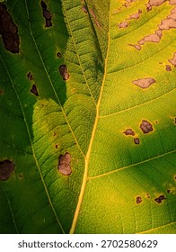 Abstract texture featuring a rough leaf surface with striking, irregular dark brown holes and spots against a bright yellow-green backdrop. A bold, organic pattern.