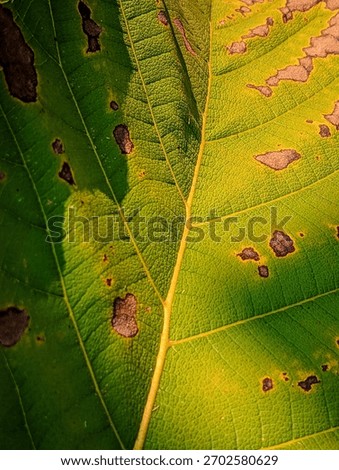 Abstract texture featuring a rough leaf surface with striking, irregular dark brown holes and spots against a bright yellow-green backdrop. A bold, organic pattern.