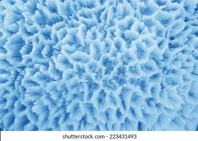 Abstract Texture formed by the detail of a white coral 
