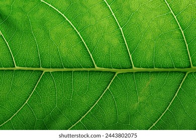 abstract texture leaf, natural structure of leaves, eco background