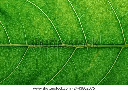 abstract texture leaf, natural structure of leaves, eco background