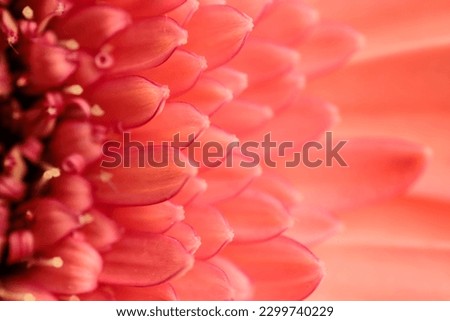 abstract texture picture of pink gerbera daisy flower petals 