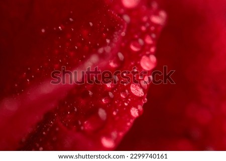 abstract texture picture of red rose petals with waterdroplets, concept of morning dew and freshness