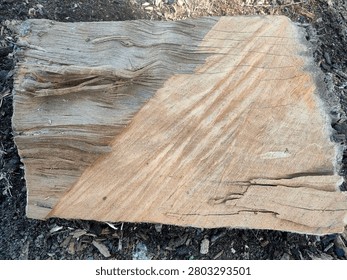 abstract texture of spit tree log with distint two tone 
natural wood grain