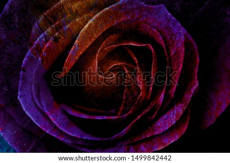 Abstract textured background of colorful rose close up in dark purple and pink colors with cracks and rust effect