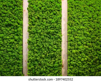 Abstract textured green background of stabilized moss and wood planks. High quality photo