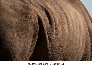 Abstract Textured And Patterned Rough Hide Of A Wide Lipped Rhino As An Endangered Species 