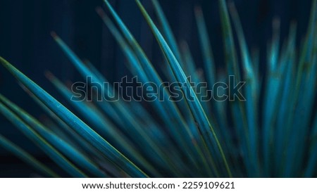 Abstract tilted lines and shapes of agave desert plant leaves with selective soft focus for backgrounds