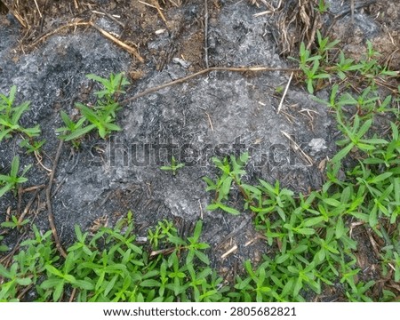 Abstract top view texture of wet dark muddy ground with tiny green grass shoots sprouting out