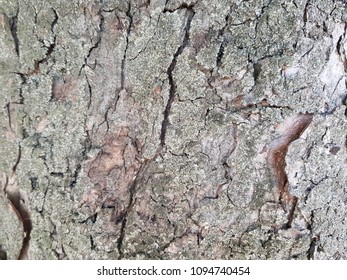 Abstract tree bark. Bark of the tree. Brown bark.