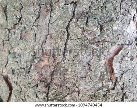 Abstract tree bark. Bark of the tree. Brown bark.