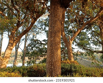 Abstract tree bark texture and background. 