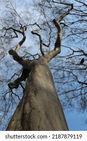 Abstract Tree Branch From Unique Perspective