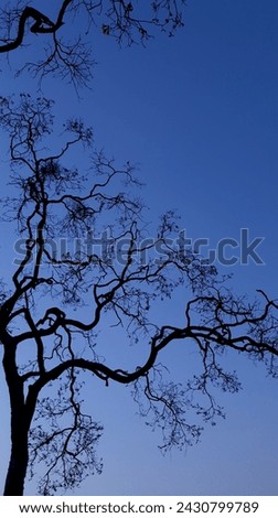 abstract tree branches in a beautiful blue sky, fineart nature