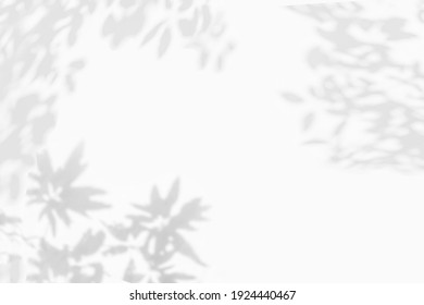 Abstract Tree Shadow Blurred Background With Leaves, Tree Branch And Light Shadow On White Wall
