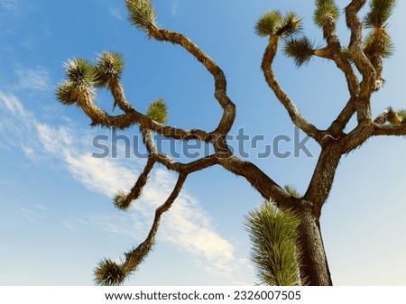 The abstract trees of Joshua Tree National Park sprawl out in all directions as the blue sky in the background contrasts this unique plant.
