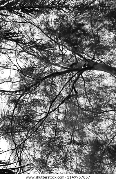 Abstract Trees Leaf Black White Park Stock Photo Edit Now 1149957857