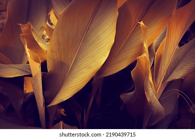 Abstract tropical green leaves pattern on white background, lush foliage of giant golden pothos or Devil’s ivy (Epipremnum aureum) the tropic plant. Green leaves pattern background, Natural background - Shutterstock ID 2190439715
