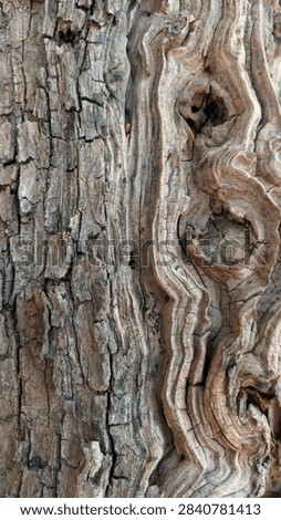 Abstract vertical tree bark texture with elegant wavy wood grain lines and knot.