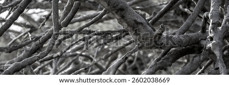 Abstract view of interweaving of tree roots and branches. Multidirectional interweaving of dry roots of an old tree. Roots and branches of trees in chaotic interweaving, colorful fantasy.