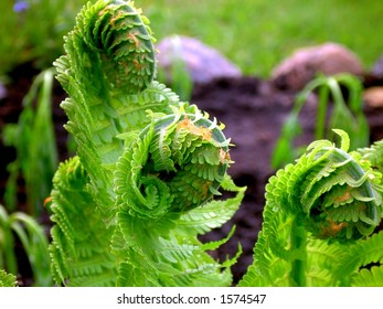 Abstract View Of Ostrich Fern