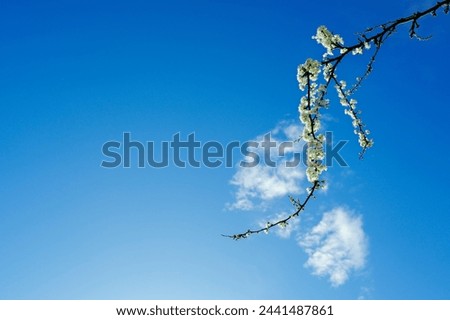 Abstract view of a solitary plum brach in full blossom against a near clear blue spring sky.