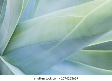 Abstract view of a succulent cactus plant showing shapes and lines in a blue tone