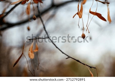 A abstract view of a tree branch suitable for writing text with adequate and sufficient white space.