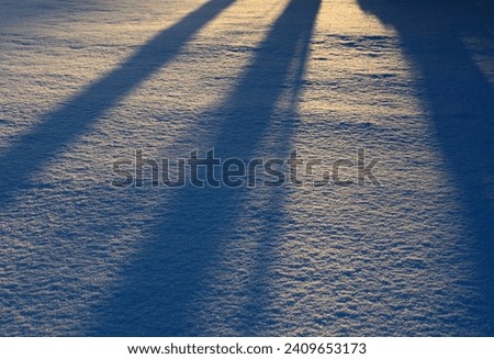 The abstract view of tree shadows falling on a fresh snow during the sunset (Kaunas, Lithuania).