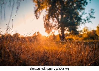 Abstract warm autumn landscape of dry wildflowers grass meadow golden hour sunset sunrise time. Tranquil autumn fall nature closeup background. Dreamy peaceful countryside, sun beams blurred trees - Powered by Shutterstock