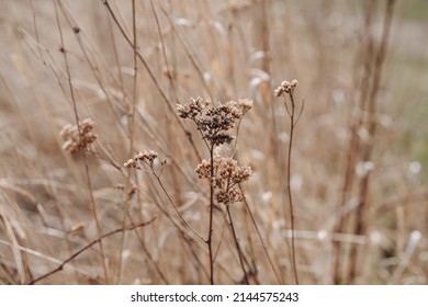 Abstract Warm Landscape Of Dry Grass Meadow On Warm Golden Hour Sunset Or Sunrise Time. Mother Earth Day