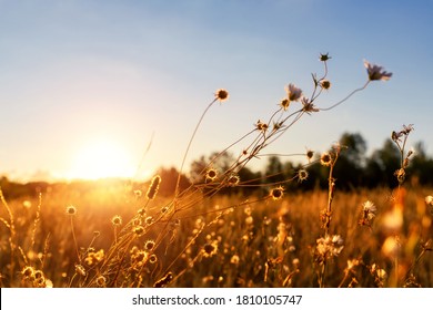 Abstract warm landscape of dry wildflower and grass meadow on warm golden hour sunset or sunrise time. Tranquil autumn fall nature field background. Soft shallow focus - Shutterstock ID 1810105747