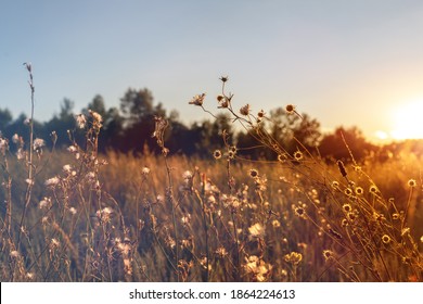 Abstract warm landscape of dry wildflower and grass meadow on warm golden hour sunset or sunrise time. Tranquil autumn fall nature field background. Soft golden hour sunlight at countryside - Powered by Shutterstock