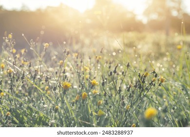 Abstract warm landscape of dry wildflower and grass meadow on warm golden hour sunset or sunrise time. Tranquil autumn fall nature field background. Soft golden hour sunlight at countryside - Powered by Shutterstock