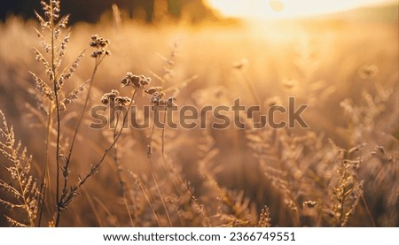 Abstract warm landscape of dry wildflower and grass meadow on warm golden hour sunset or sunrise time. Tranquil autumn fall nature field background. Soft golden hour sunlight panoramic countryside