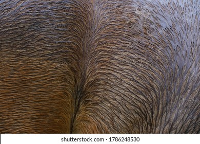 Abstract Wet Horse Hair Close Up For Rainy Weather Concept.