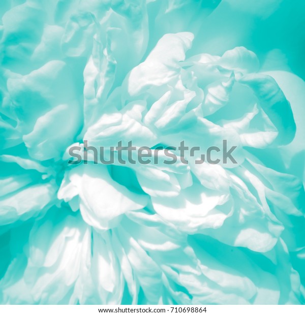柔らかいバラの花びらテクスチャ背景に抽象的な白い赤ちゃん青のカラー 黒と白の薄い青白いチールから青緑色に着色した高いキーマクロ写真 の写真素材 今すぐ編集