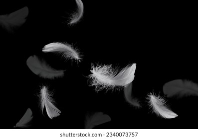 Abstract White Bird Feathers Falling in The Air. Feathers Floating on Black Background.