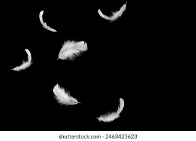 Abstract White Bird Feathers Falling in The Air. Floating Feathers. Softness of Feather on Black Background.