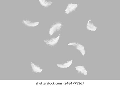 Abstract White Bird Feathers Falling in The Air. Softness of Feathers. Feather on Gray Background.	
