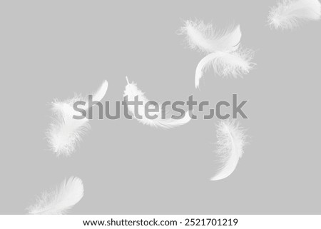 Abstract White Bird Feathers Falling in The Air. Floating Freely, Peace. Softness of Floating Feathers. Feather on Gray Background.	
